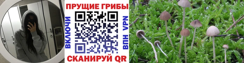 Купить где  Красноперекопск  Псилоцибиновые грибы мицелий 